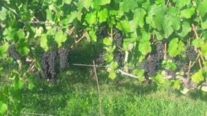vinifera grapes. Wilkes Co.